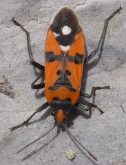 Lygaeus simulans