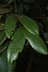 Garcinia pushpangadaniana