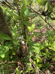 Akebia