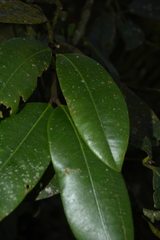 Garcinia pushpangadaniana
