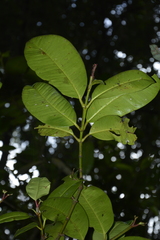 Garcinia pushpangadaniana