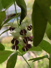 Akebia