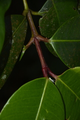 Garcinia pushpangadaniana