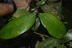 Garcinia pushpangadaniana