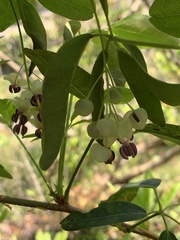 Akebia