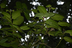 Garcinia pushpangadaniana