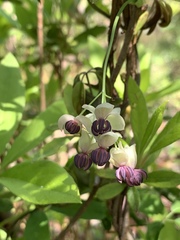 Akebia