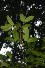 Garcinia pushpangadaniana