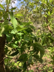 Akebia