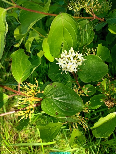common dogwood