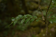 Phyllanthus anamalayanus