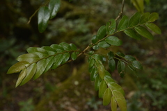 Phyllanthus anamalayanus