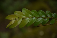 Phyllanthus anamalayanus