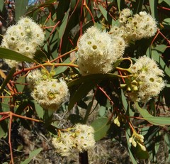 Eucalyptus fasciculosa