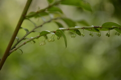 Phyllanthus anamalayanus