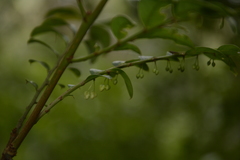 Phyllanthus anamalayanus