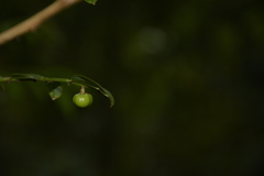 Phyllanthus anamalayanus