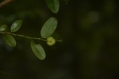 Phyllanthus anamalayanus