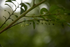 Phyllanthus anamalayanus
