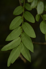 Phyllanthus anamalayanus