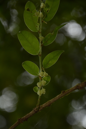 Anamalai Leaf Flower (Phyllanthus anamalayanus)