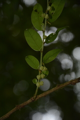 Phyllanthus anamalayanus