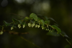 Phyllanthus anamalayanus