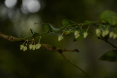 Phyllanthus anamalayanus