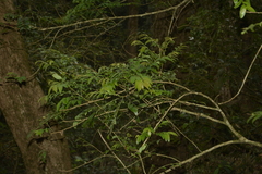 Phyllanthus anamalayanus