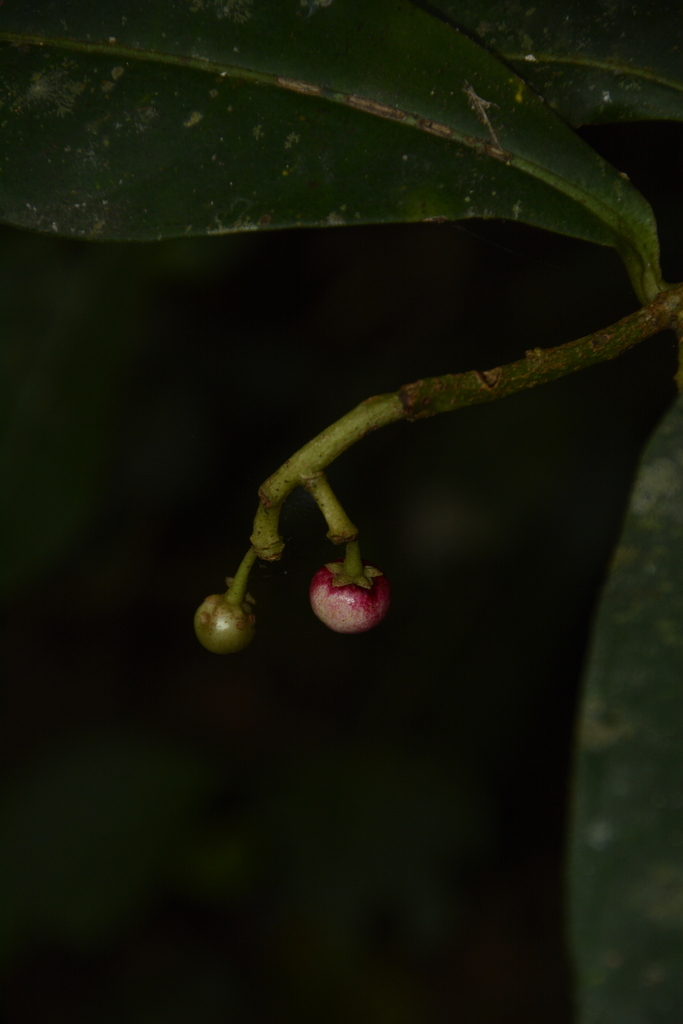 Ardisia sonchifolia
