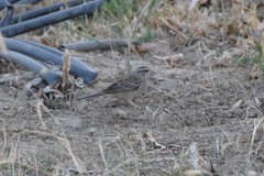 Emberiza cioides
