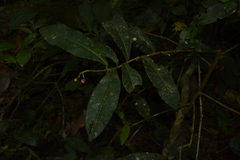Ardisia sonchifolia