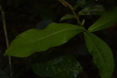 Ardisia sonchifolia