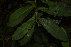 Ardisia sonchifolia