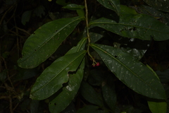 Ardisia sonchifolia