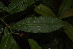 Ardisia sonchifolia