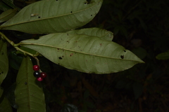 Ardisia sonchifolia