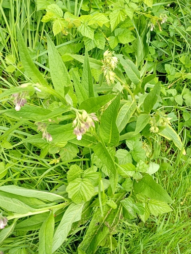 common comfrey