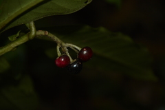 Ardisia sonchifolia