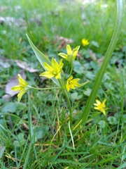Gagea lutea