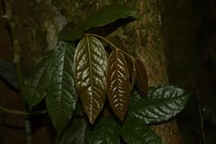 Miliusa