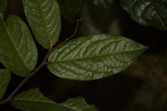 Miliusa