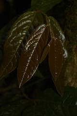 Miliusa