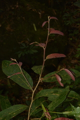 Cryptocarya wightiana