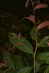 Cryptocarya wightiana