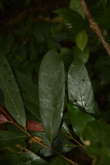 Cryptocarya wightiana