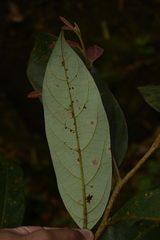 Cryptocarya wightiana