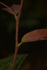Cryptocarya wightiana