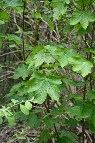 sycamore maple