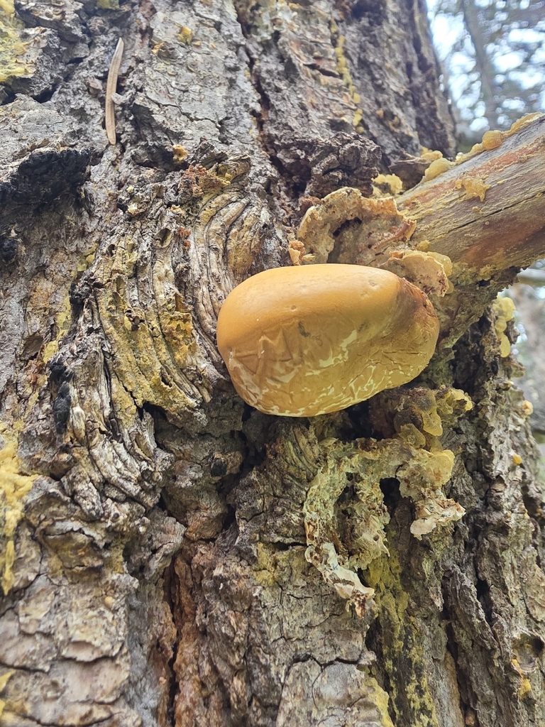 Veiled Polypore · May 2026 · photo: Photo: (c) Tyler Hacking, some rights reserved (CC BY) · iNaturalist